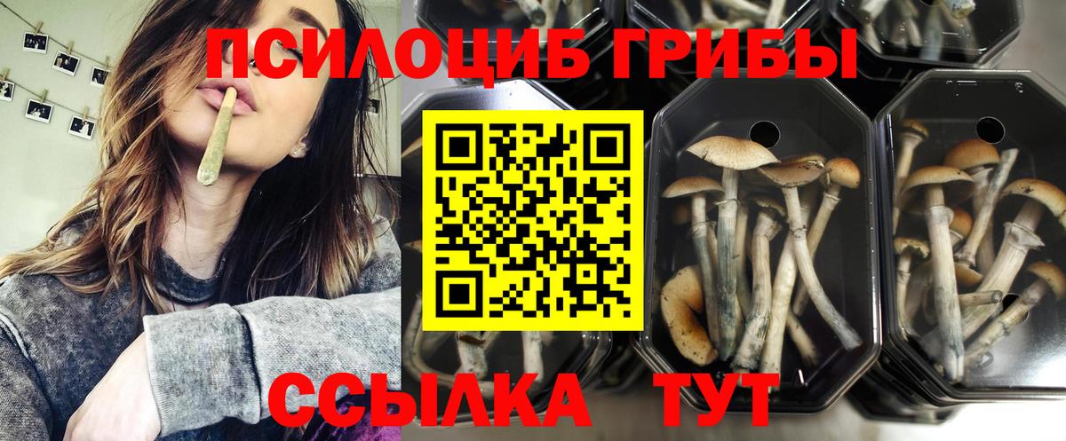 Псилоцибиновые грибы Psilocybe Геленджик